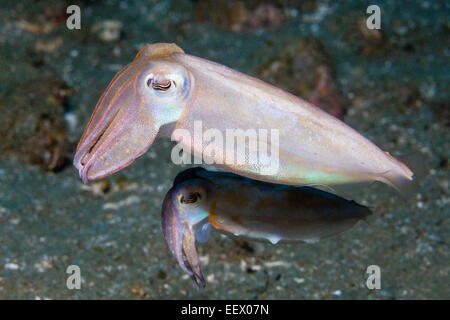 Di Corteggiamento di seppie, Seppia sp., AMBON, ISOLE MOLUCCHE, INDONESIA Foto Stock