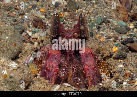 Infilzare Canocchia, Lysiosquillina sp., AMBON, ISOLE MOLUCCHE, INDONESIA Foto Stock