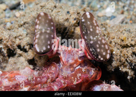 Occhi composti di infilzare Canocchia, Lysiosquillina sp., AMBON, ISOLE MOLUCCHE, INDONESIA Foto Stock