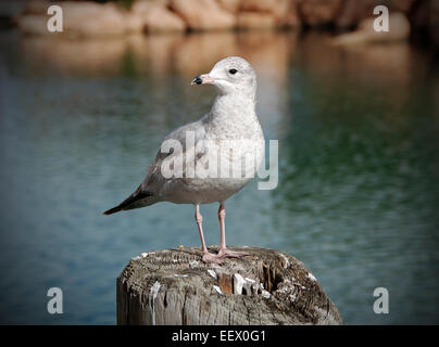 Sea Gull in piedi su un palo in un porto Foto Stock