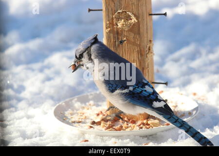 Blue Jay in inverno con arachidi in bocca Foto Stock