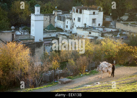 Horse caricato con pile di tintura pelli di animali per portare il loro ritorno alla conceria dopo un giorno pelli di essiccazione al sole, Fez, in Marocco Foto Stock