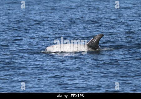 Risso Dolphin - Grampus griseus Foto Stock