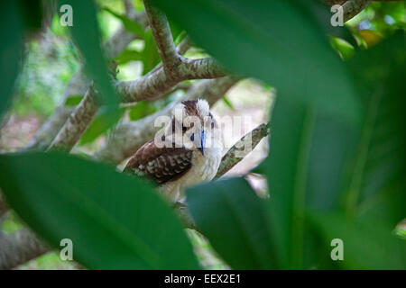 Ridendo kookaburra (Dacelo novaeguineae) arroccato nella struttura ad albero, Queensland, Australia Foto Stock