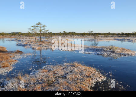 Gelido inverno giorno su una palude, Estonia Foto Stock