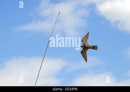 Agricola bird scarer Bawdsey Suffolk REGNO UNITO Foto Stock