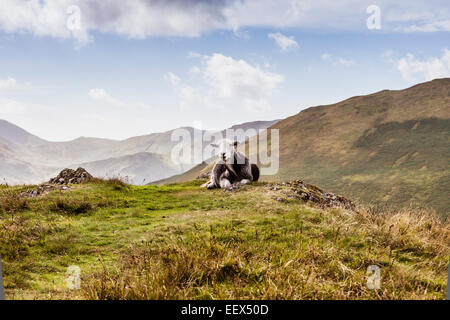 Una pecora Herdwick poggiante su Kirkstone Pass, Lake District, REGNO UNITO Foto Stock