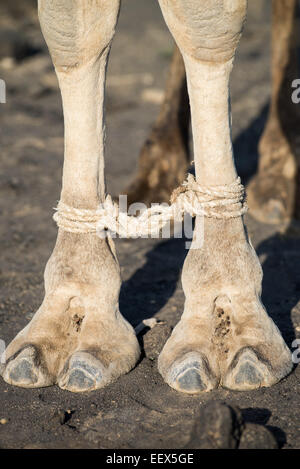 Cammello con piedi legati, Etiopia Foto Stock