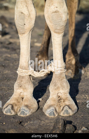 Cammello con piedi legati, Etiopia Foto Stock