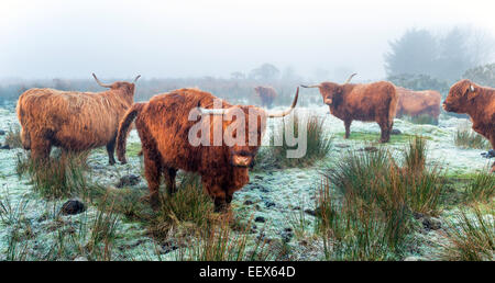 Highland bovini su un pupazzo di neve, nebbiosa mattina in Bodmin Moor in Cornovaglia Foto Stock