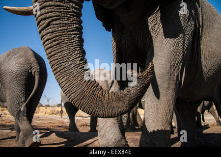 Elefante africano Foto Stock