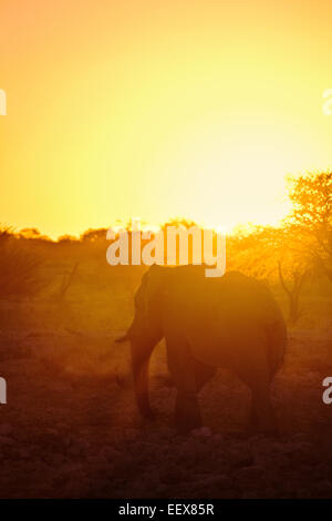 Elefante africano Foto Stock