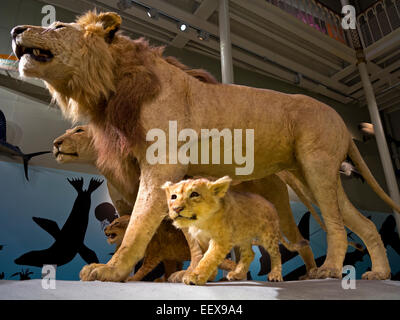 Maschio e femmina lions ripiene e lupetti nella storia naturale sezione del Museo Nazionale di Scozia in Edinburgo Regno Unito Foto Stock