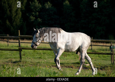 Cavallo Bianco sul campo per correre libero Foto Stock