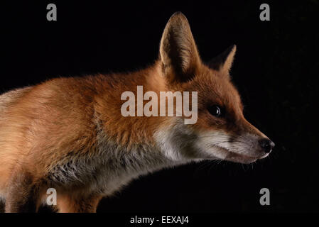 Urban fox durante la notte in un giardino di Londra Foto Stock