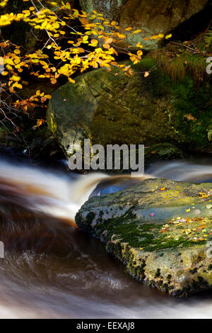 Burbage Brook in autunno a Padley Gorge sul Longshaw Estate Parco Nazionale di Peak District Derbyshire England Regno Unito Foto Stock