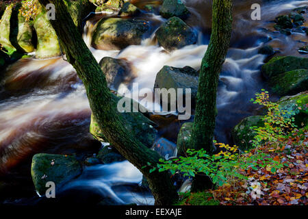 Burbage Brook in autunno a Padley Gorge sul Longshaw Estate Parco Nazionale di Peak District Derbyshire England Regno Unito Foto Stock