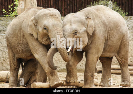 Due elefanti indiani allo Zoo di Plock Polonia Foto Stock