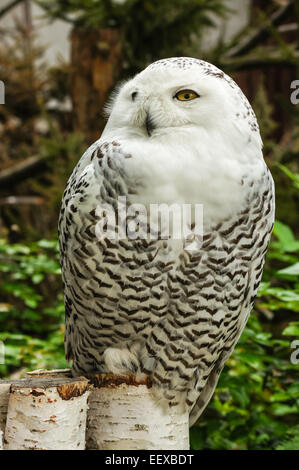 Ritratto di civetta delle nevi (Bubo scandiacus) Foto Stock