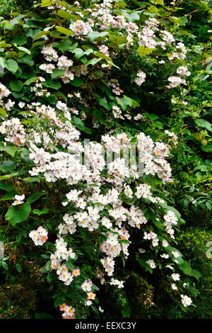 Rosa "FRANCESCO E Lester' AGM Rambler Rose Foto Stock