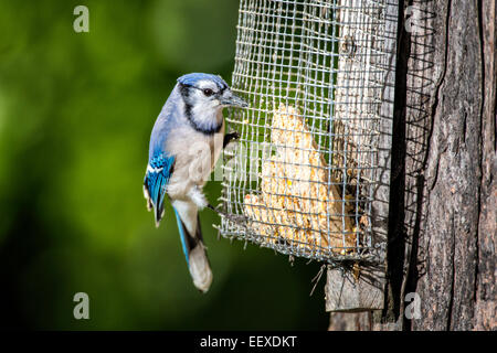 Blue Jay appollaiato su albero montato suet alimentatore. Foto Stock