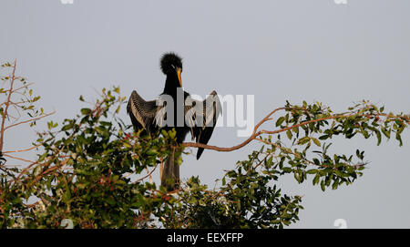 Anhinga (Anhinga anhinga) presso le boccole della Venezia Rookery nella Florida Centrale, America, STATI UNITI D'AMERICA Foto Stock