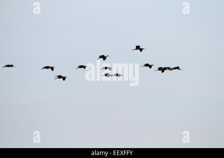 Grande gruppo di ibis lucido in volo vicino a Venezia sulla costa occidentale della Florida, appena a sud di Tampa e a Sarasota. Foto Stock