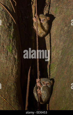 Due tarsieri spettrali (Tarsius spectrum o Tarsius tarsier) nella Riserva Naturale di Tangkoko, Nord Sulawesi, Indonesia. Foto Stock