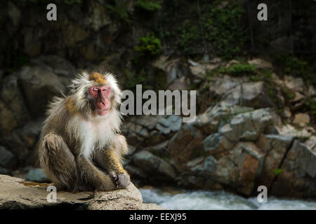 Macaque giapponese Foto Stock