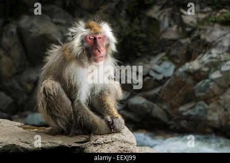 Macaque giapponese Foto Stock