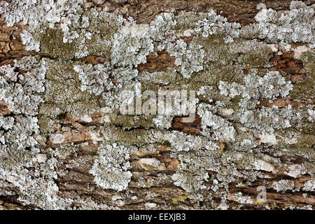 Il silver lichen cresce sulla corteccia di un tronco di una giovane quercia sfondo macro Foto Stock