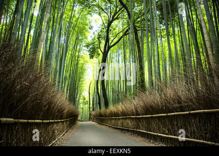 Boschetto di bambù Arashiyama Foto Stock