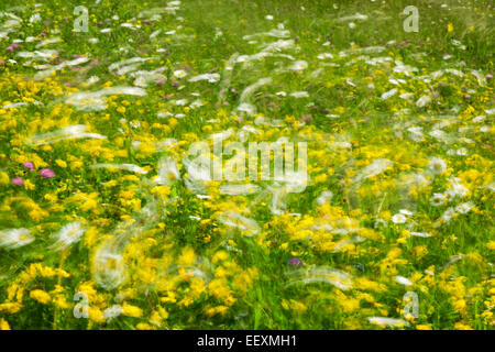 Prato di fiori selvaggi con un mix della maggior parte di margherite e il tarassaco soffiando intorno in un vento forte Foto Stock