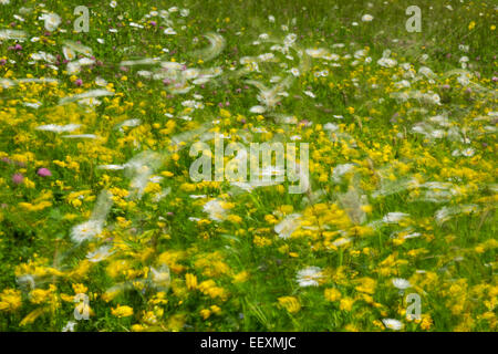 Prato di fiori selvaggi con un mix della maggior parte di margherite e il tarassaco soffiando intorno in un vento forte. Giugno Foto Stock