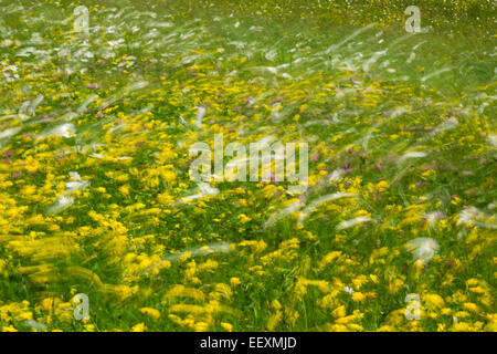 Prato di fiori selvaggi con un mix della maggior parte di margherite e il tarassaco soffiando intorno in un vento forte. Giugno Foto Stock