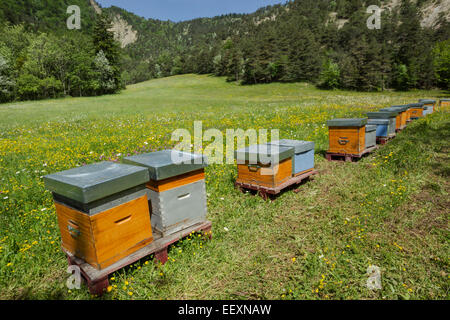 Francia Isere Parc Naturel Regional du Vercors vercors (Parco Naturale Regionale) alveari in un fieno di fiori selvaggi prato Foto Stock