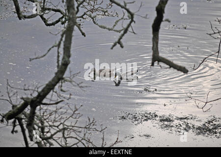 Due le anatre bastarde sul fiume Penryn in Cornovaglia Foto Stock