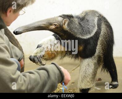 Halle, Germania. 15 gennaio, 2015. Caregiver animale Christina Schmischke misure anteater femmina denominato 'Stella' durante l'inventario annuale allo zoo di Halle, Germania, 15 gennaio 2015. Stella è di 12 anni e pesa 45,2 kg. Ella misura circa 2 metri e un muso di 45 centimetri. Lo zoo accommdates 1700 animali di 225 specie diverse. Foto: Waltraud Grubitzsch/ZB/dpa/Alamy Live News Foto Stock