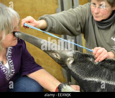 Halle, Germania. 15 gennaio, 2015. Caregiver animale Christina Schmischke (R) e biologo Jutta Hoyer prende la misura di anteater femmina denominato 'Stella' durante l'inventario annuale allo zoo di Halle, Germania, 15 gennaio 2015. Stella è di 12 anni e pesa 45,2 kg. Ella misura circa 2 metri e un muso di 45 centimetri. Lo zoo accommdates 1700 animali di 225 specie diverse. Foto: Waltraud Grubitzsch/ZB/dpa/Alamy Live News Foto Stock