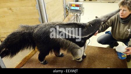 Halle, Germania. 15 gennaio, 2015. Caregiver animale Christina Schmischke pesa anteater femmina denominato 'Stella' durante l'inventario annuale allo zoo di Halle, Germania, 15 gennaio 2015. Stella è di 12 anni e pesa 45,2 kg. Ella misura circa 2 metri e un muso di 45 centimetri. Lo zoo accommdates 1700 animali di 225 specie diverse. Foto: Waltraud Grubitzsch/ZB/dpa/Alamy Live News Foto Stock