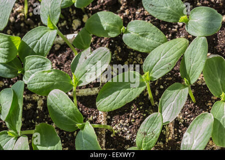 Un sano cetriolo piantine che crescono in un vassoio di polistirolo Foto Stock