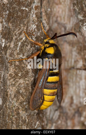 Hornet Moth, Hornet Clearwing, mimica, Hornissen-Glasflügler, Bienen-Glasflügler, Hornissenschwärmer, Sesia apiformis, Mimikry Foto Stock