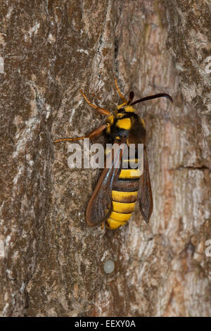 Hornet Moth, Hornet Clearwing, mimica, Hornissen-Glasflügler, Bienen-Glasflügler, Hornissenschwärmer, Sesia apiformis, Mimikry Foto Stock