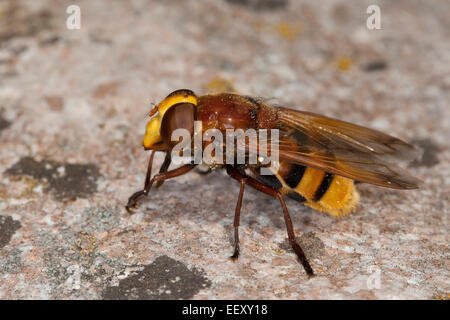 Hornet mimare hoverfly, mimica, camouflage Große Waldschwebfliege, Hornissen-Schwebfliege, Volucella zonaria, Tarnung, Mimikry Foto Stock