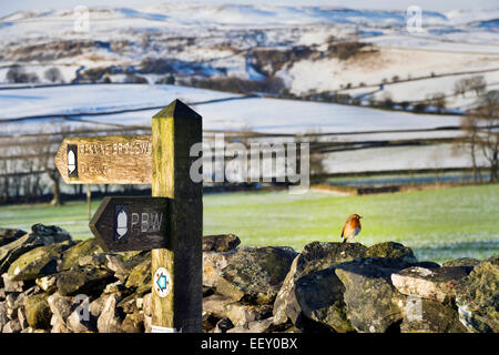 La Pennine Bridleway, con Robin sulla parete, vicino Austwick, Yorkshire Dales National Park, North Yorkshire, Regno Unito Foto Stock