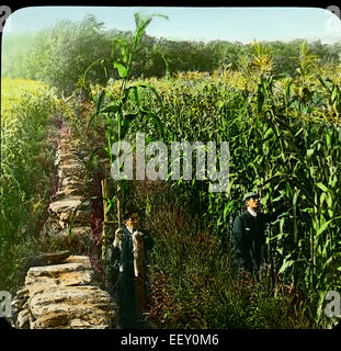 Due uomini in Cornfield, Kansas, Stati Uniti d'America, Magic Lantern Slide, circa 1910 Foto Stock