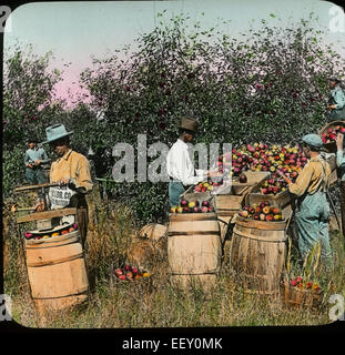 Lavoratori prelievo, di cernita e di imballaggio delle mele in barili, Ozark Regione Apple, Missouri, Stati Uniti d'America, Magic Lantern Slide, circa 1910 Foto Stock