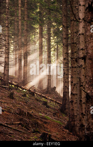 La foresta di conifere di prima mattina Foto Stock