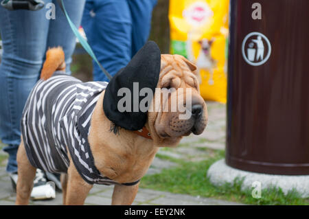 Lo Shar Pei è una razza di cane noto per le sue caratteristiche distintive di rughe profonde e un blu-nero della lingua. Foto Stock