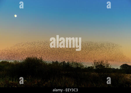 Starling raccolta di posatoio in canneti al Somerset livelli. Foto Stock